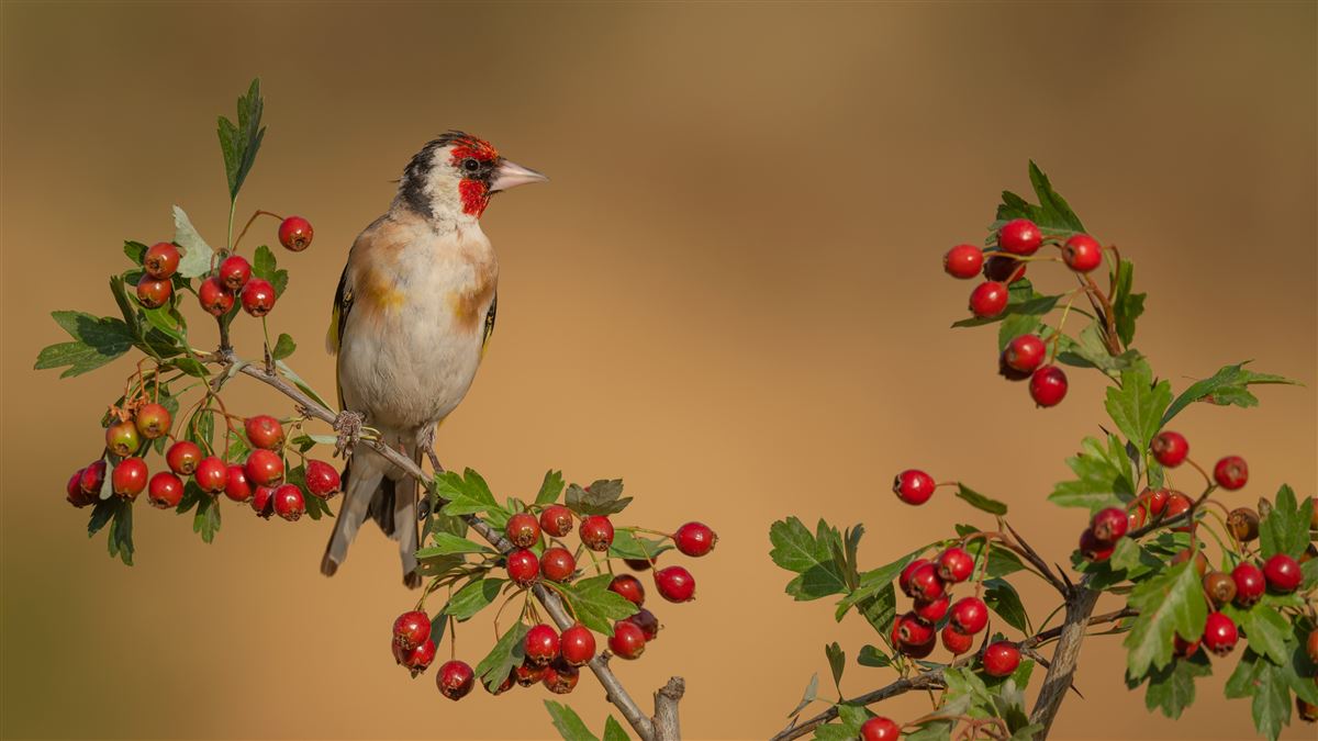 European Goldfinch