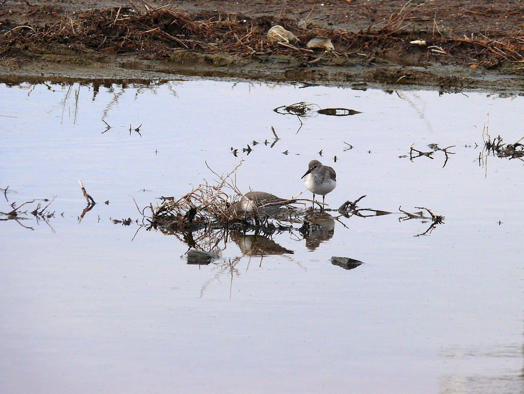 Dunlin