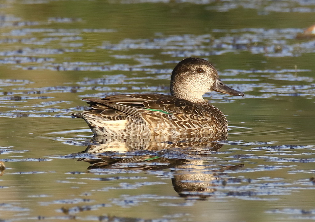 Eurasian Teal