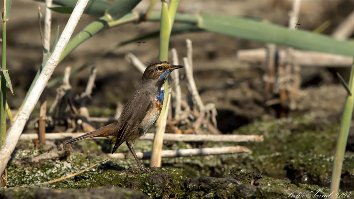 Bluethroat