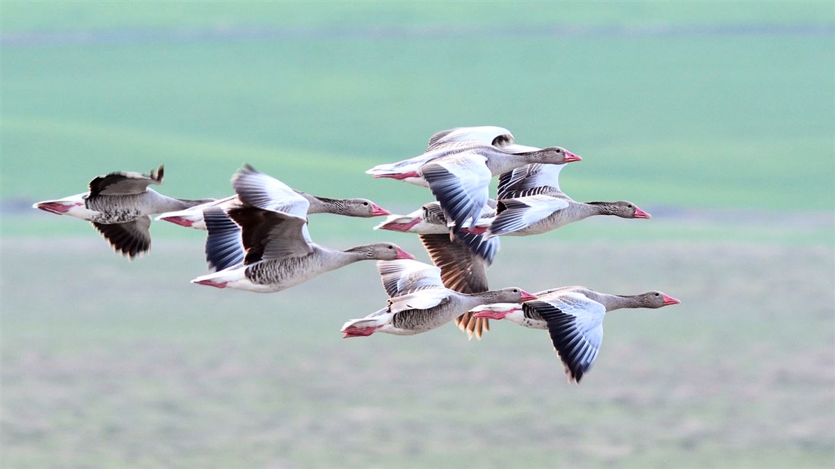 Greylag Goose