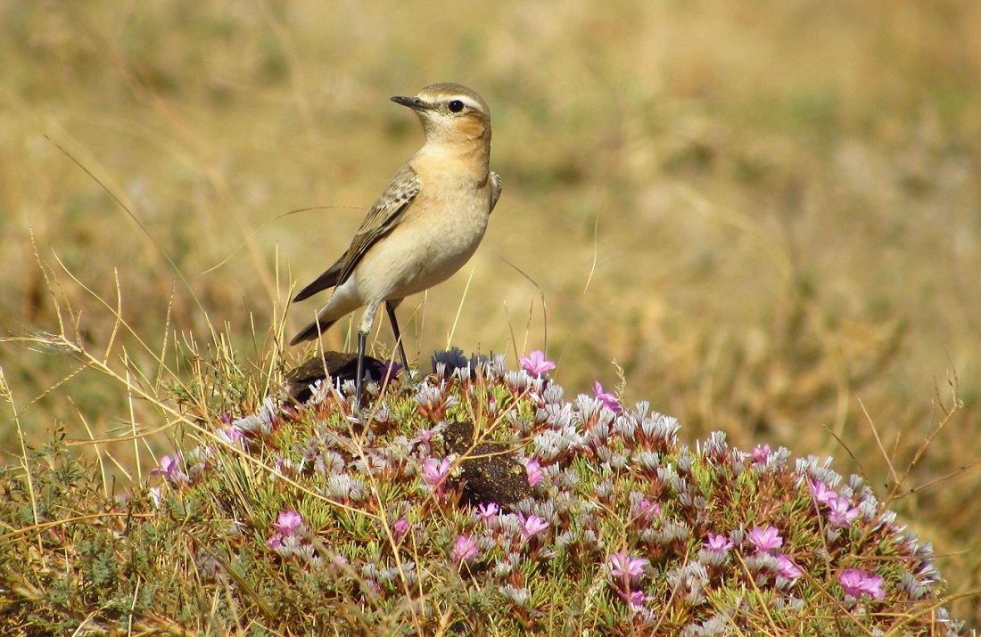 Northern Wheatear