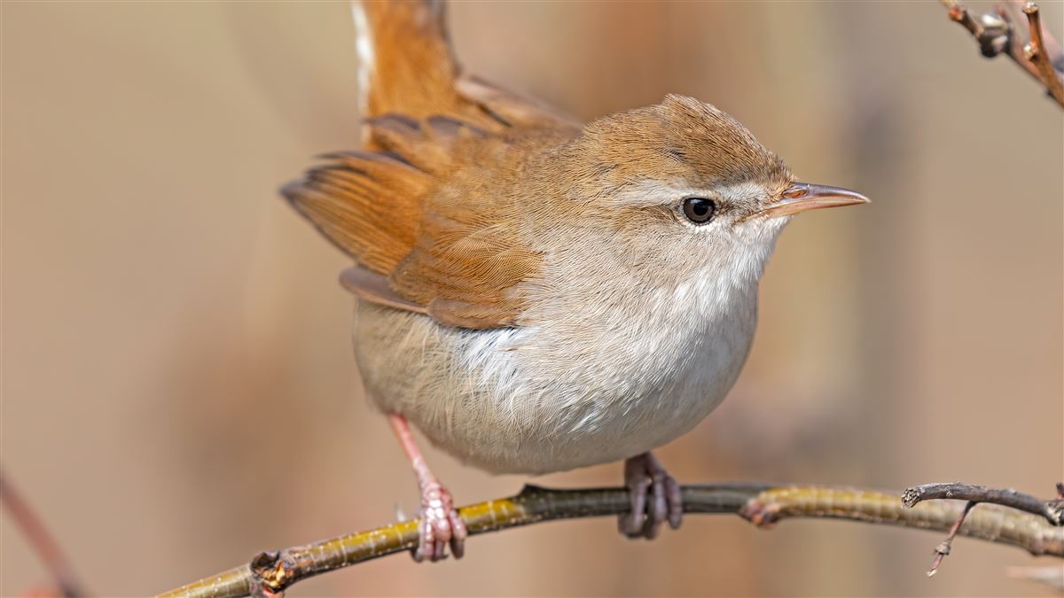 Cetti`s Warbler