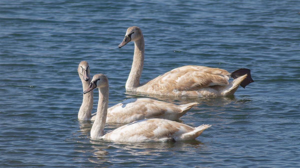 Mute Swan