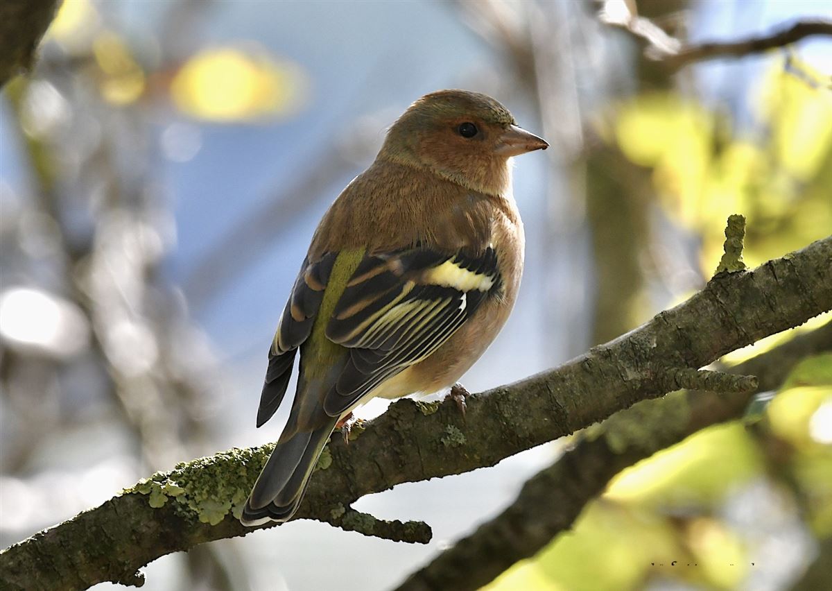 Eurasian Chaffinch