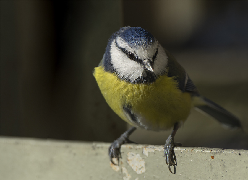 Eurasian Blue Tit
