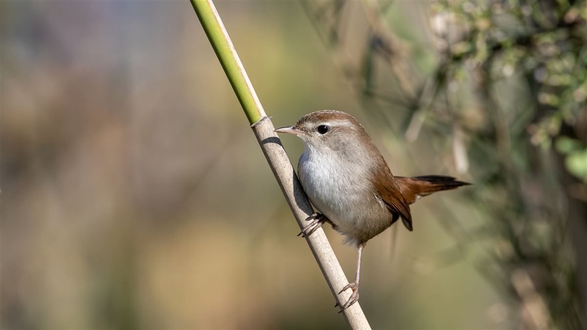 Cetti`s Warbler