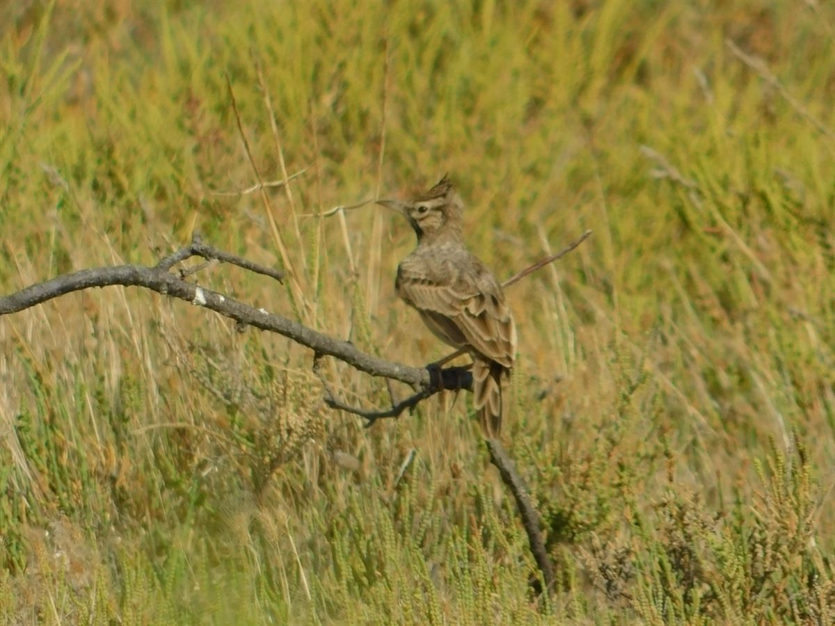 Crested Lark