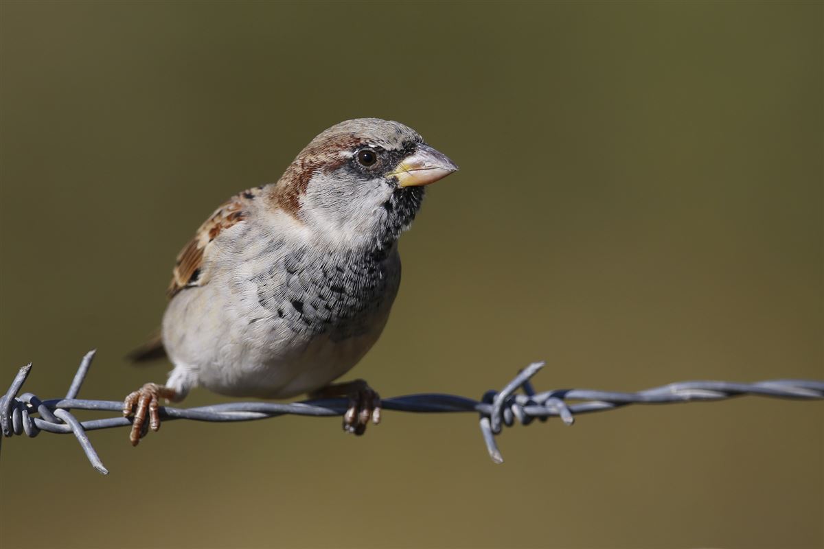 House Sparrow