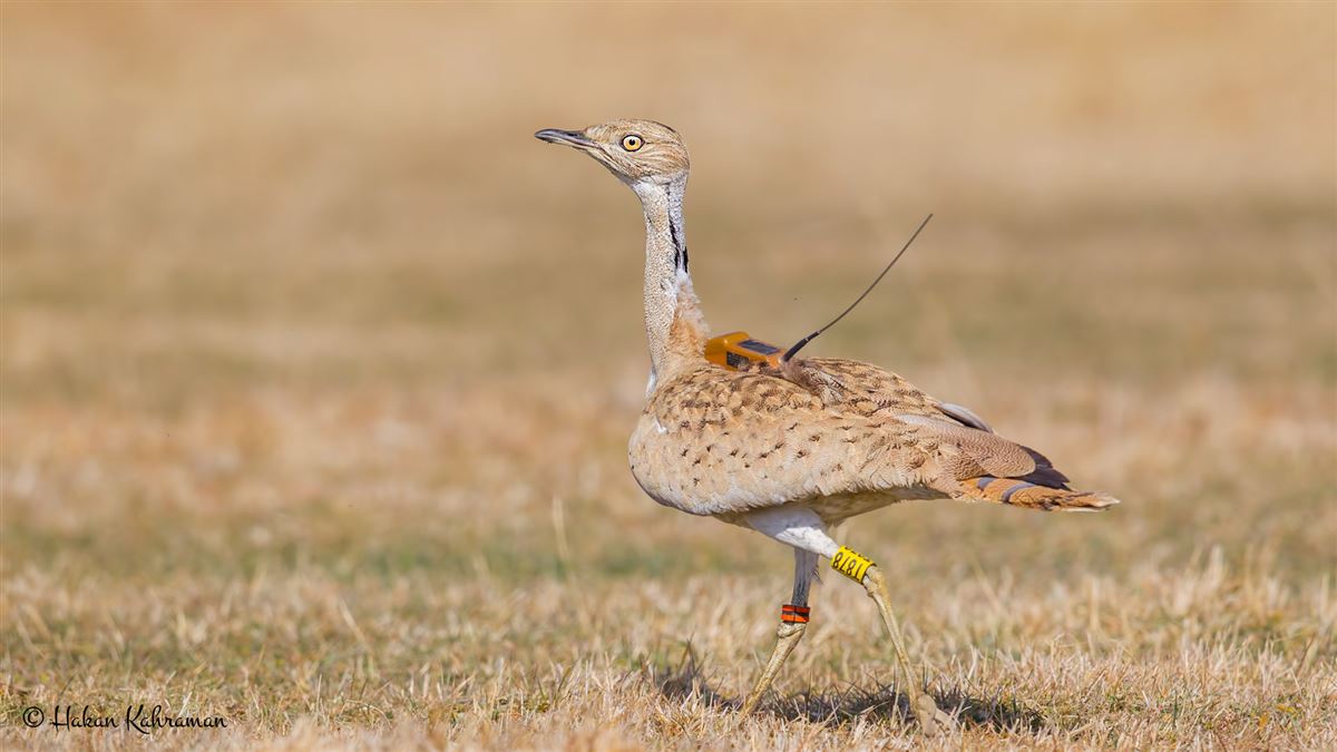 Asian Houbara