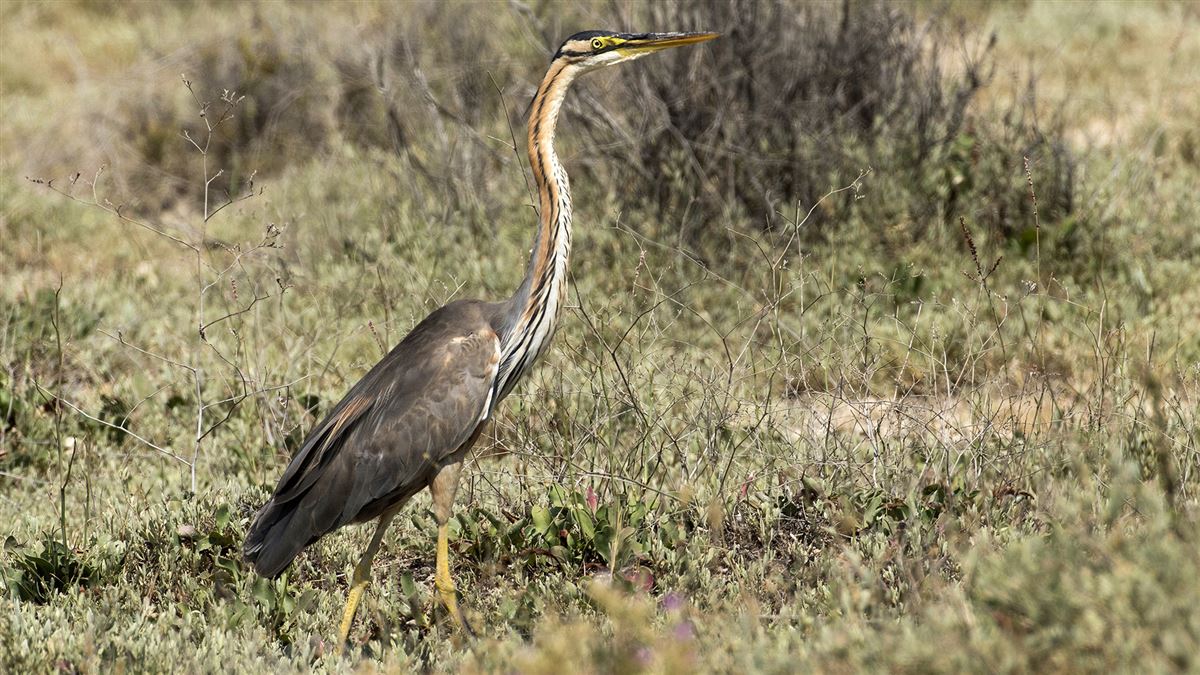Erguvani balıkçıl