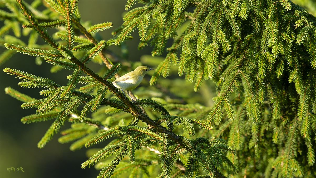 Green Warbler