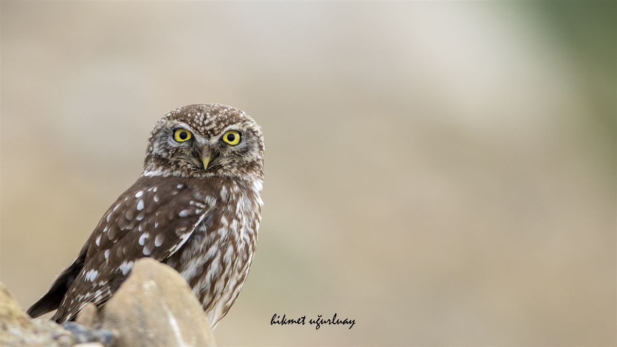Little Owl
