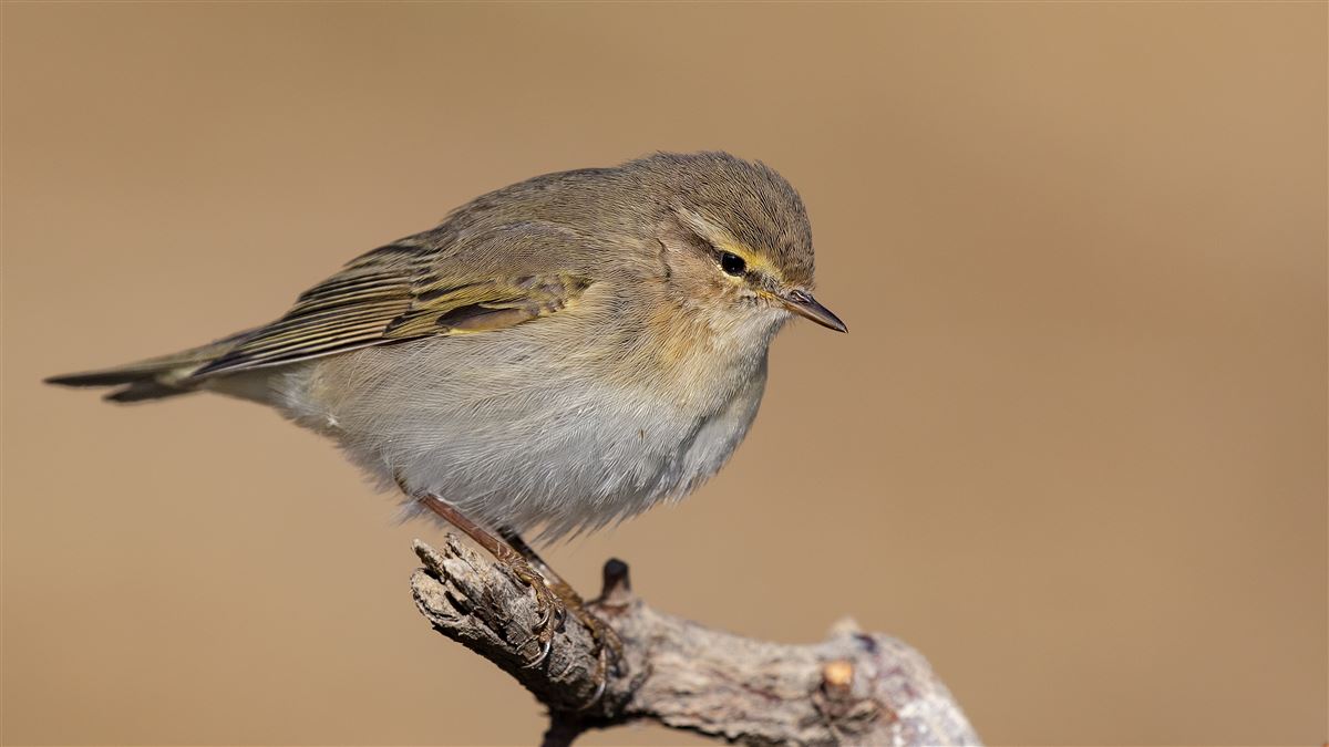 Willow Warbler