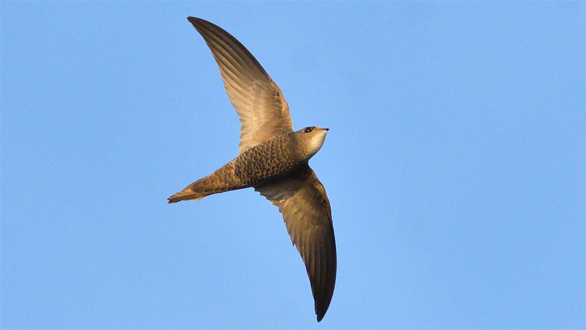 Pallid Swift