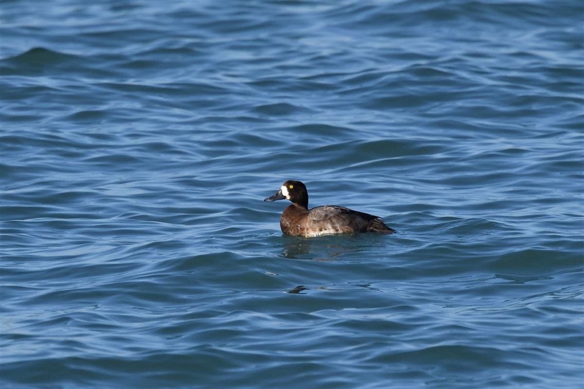Greater Scaup