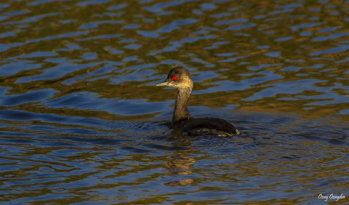 Black-necked Grebe