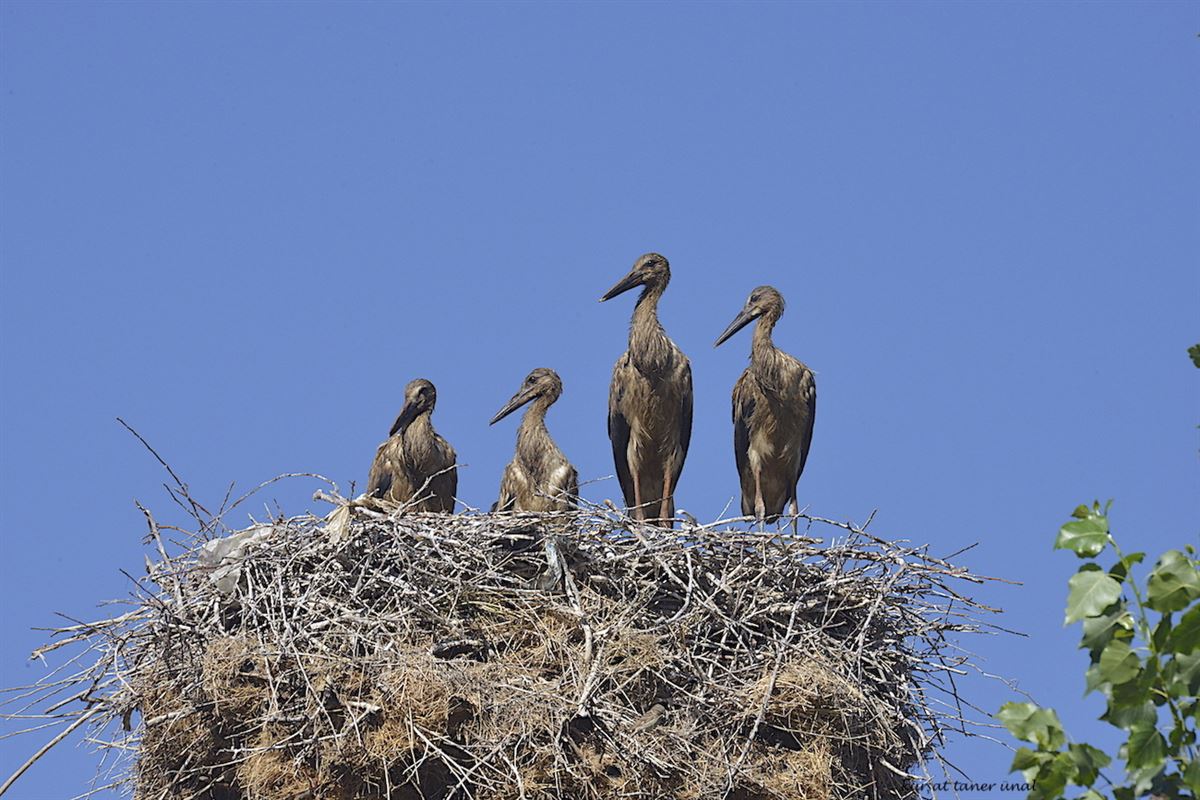 White Stork