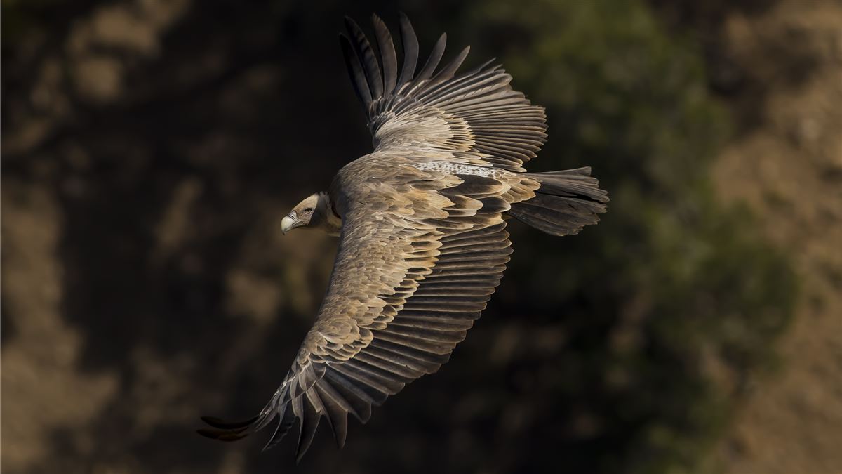 Griffon Vulture