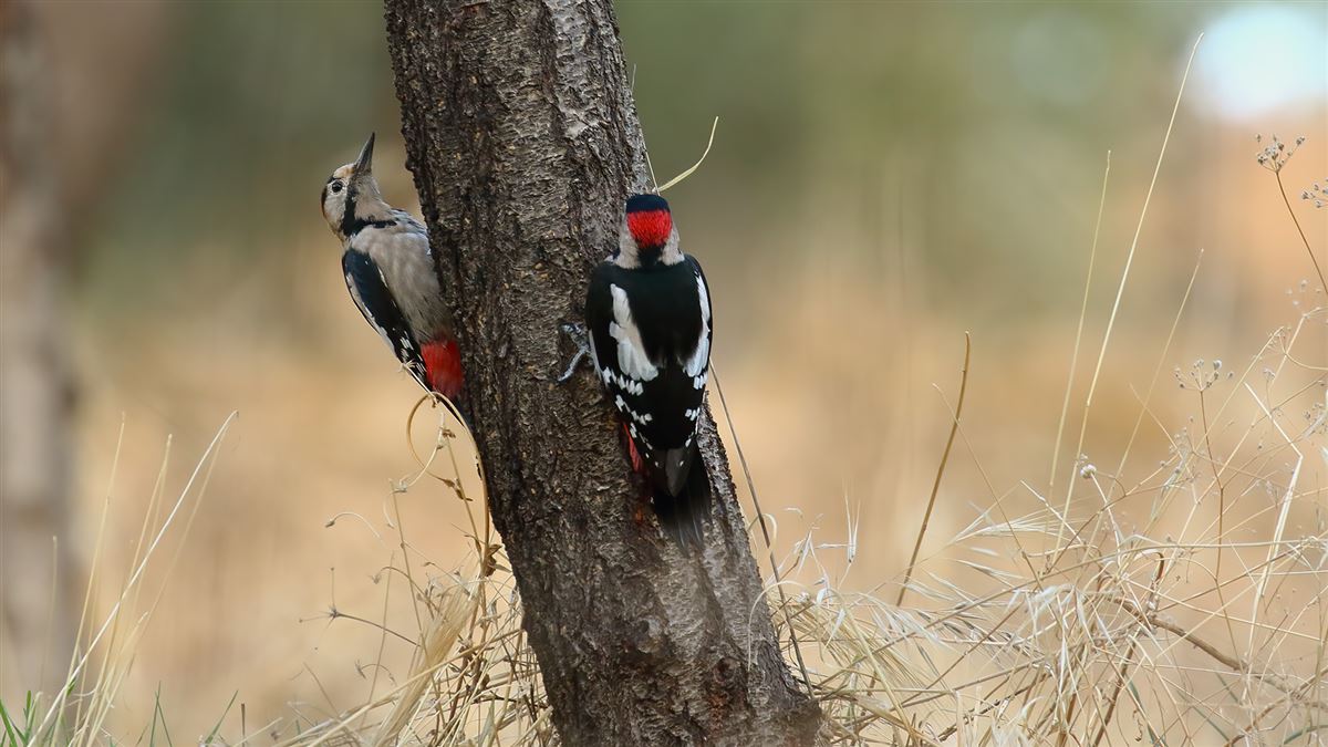Syrian Woodpecker