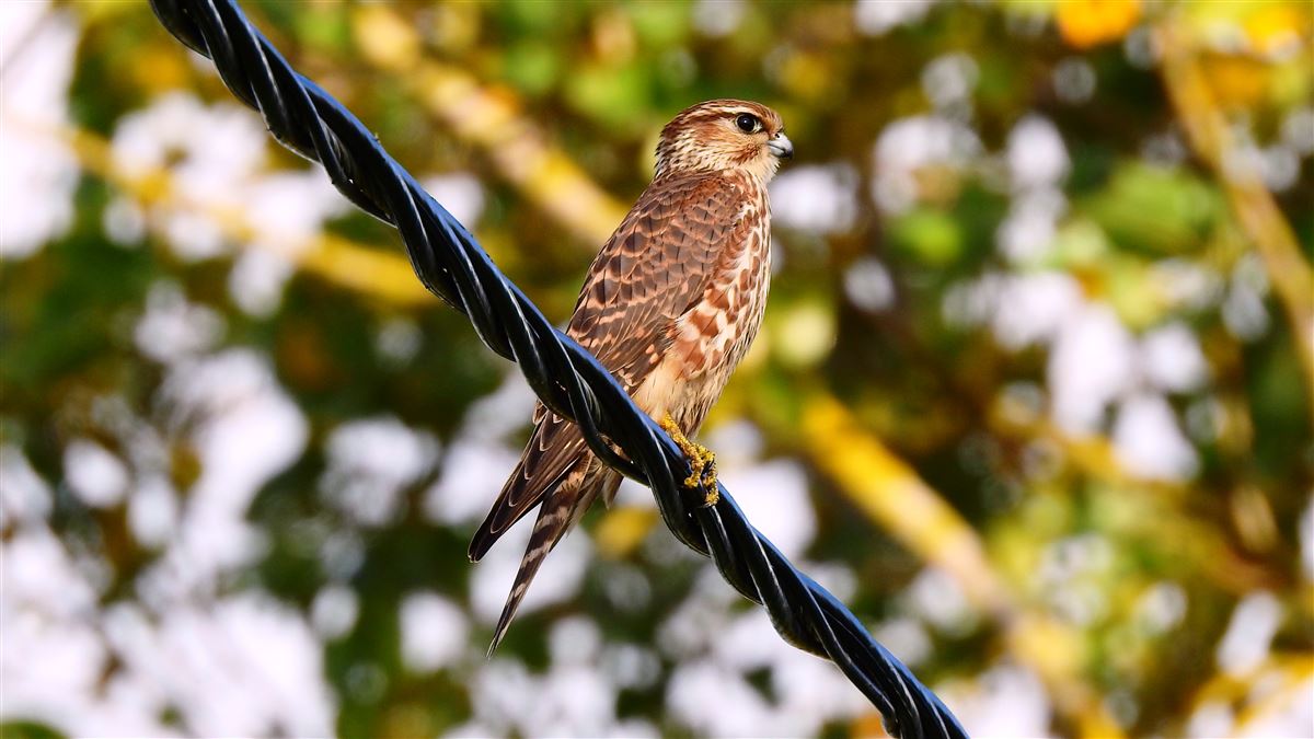 Merlin