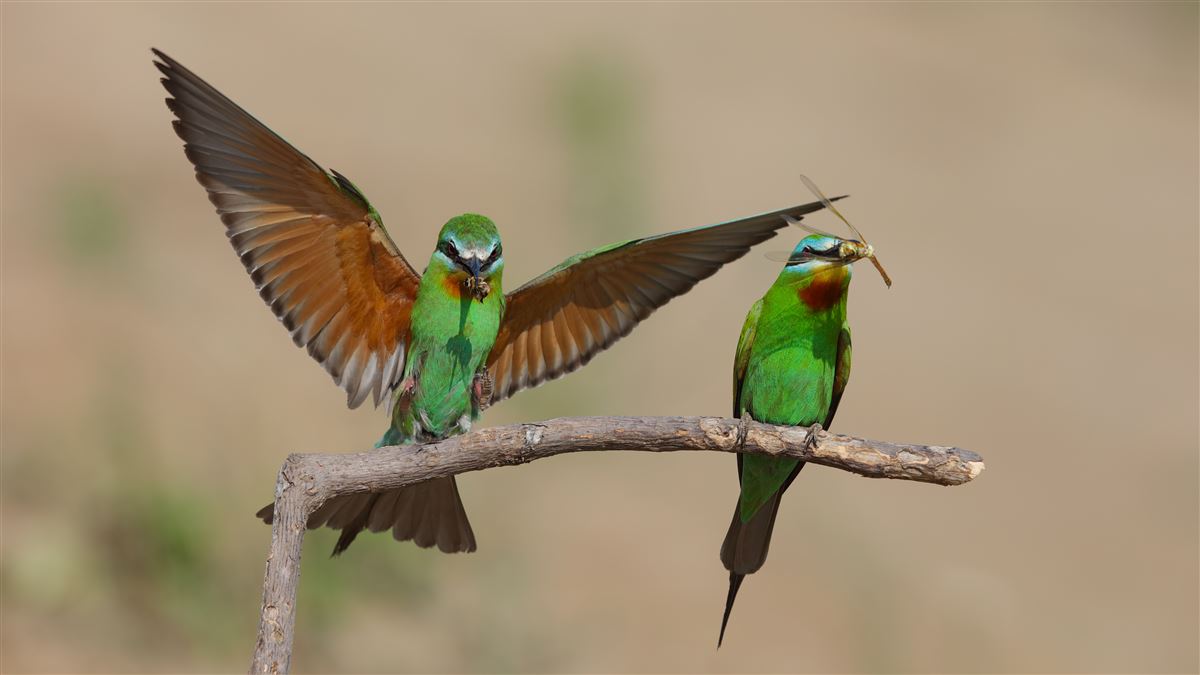 Blue-cheeked Bee-eater