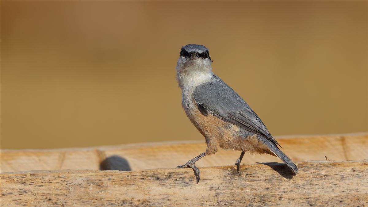 Western Rock Nuthatch