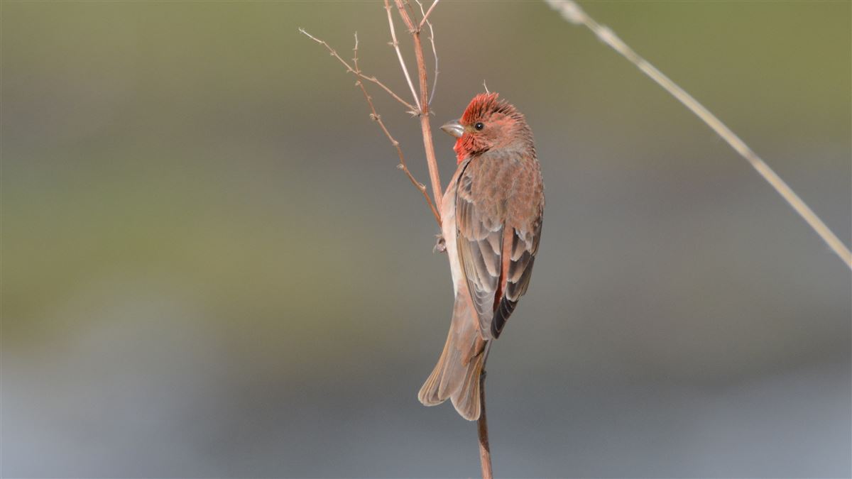 Common Rosefinch