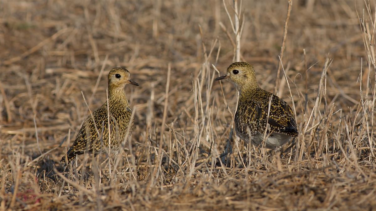 European Golden Plover