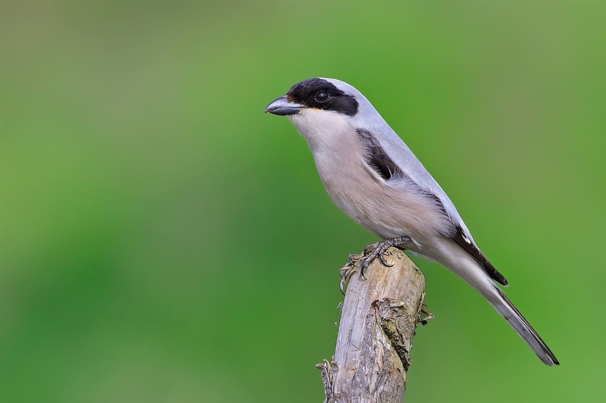 Lesser Grey Shrike
