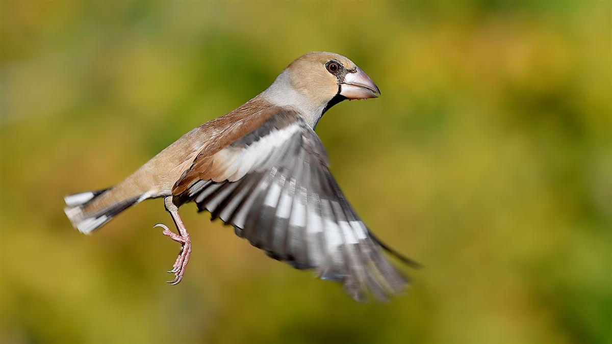 Hawfinch