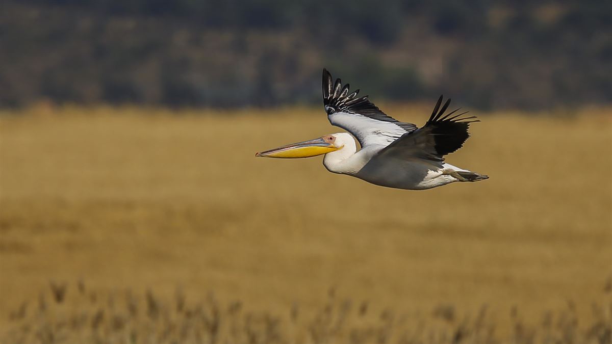 Great White Pelican
