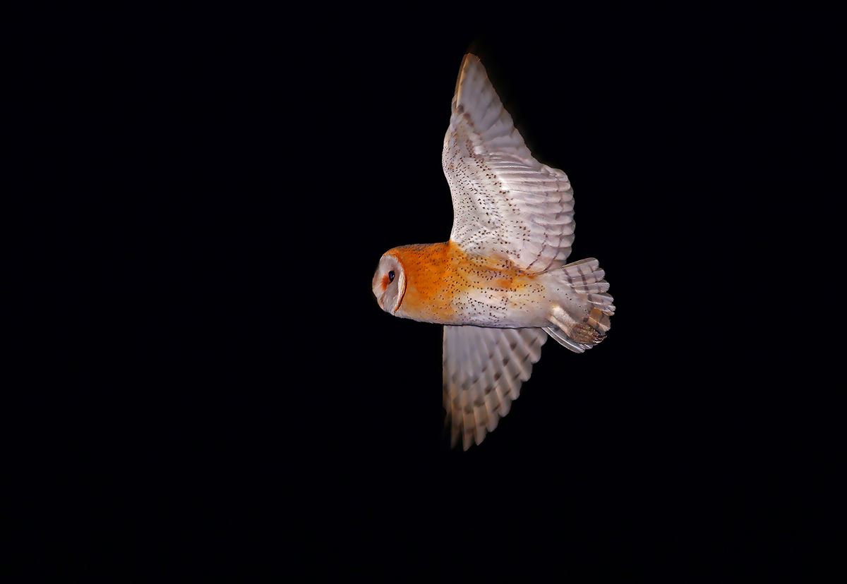 Western Barn Owl