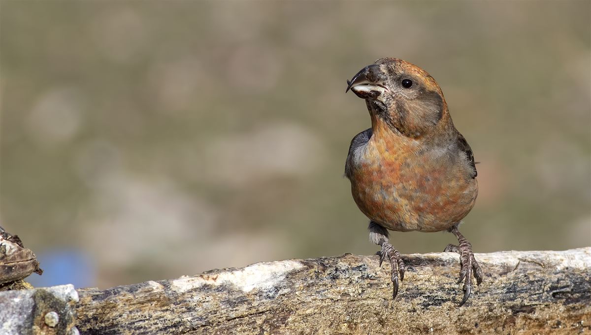 Red Crossbill