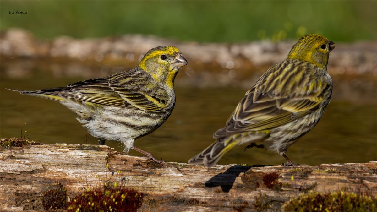 European Serin