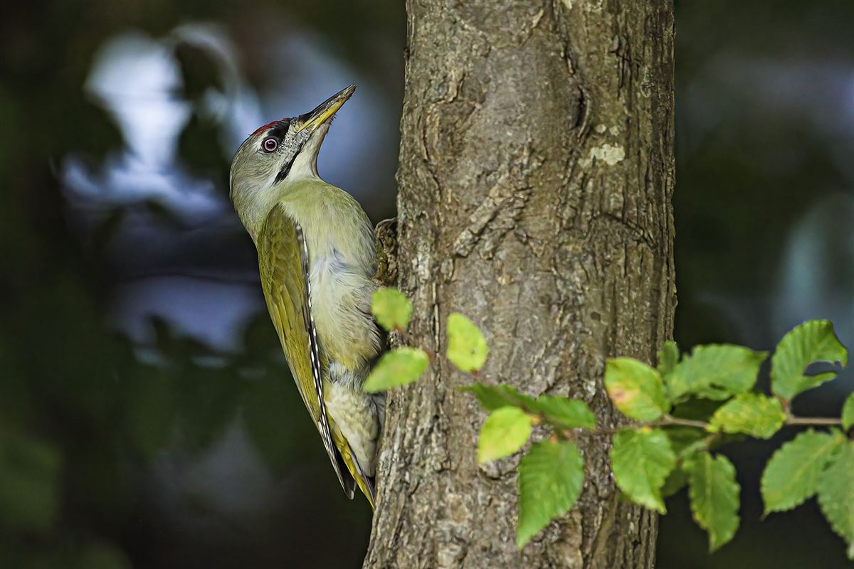 Grey-headed Woodpecker