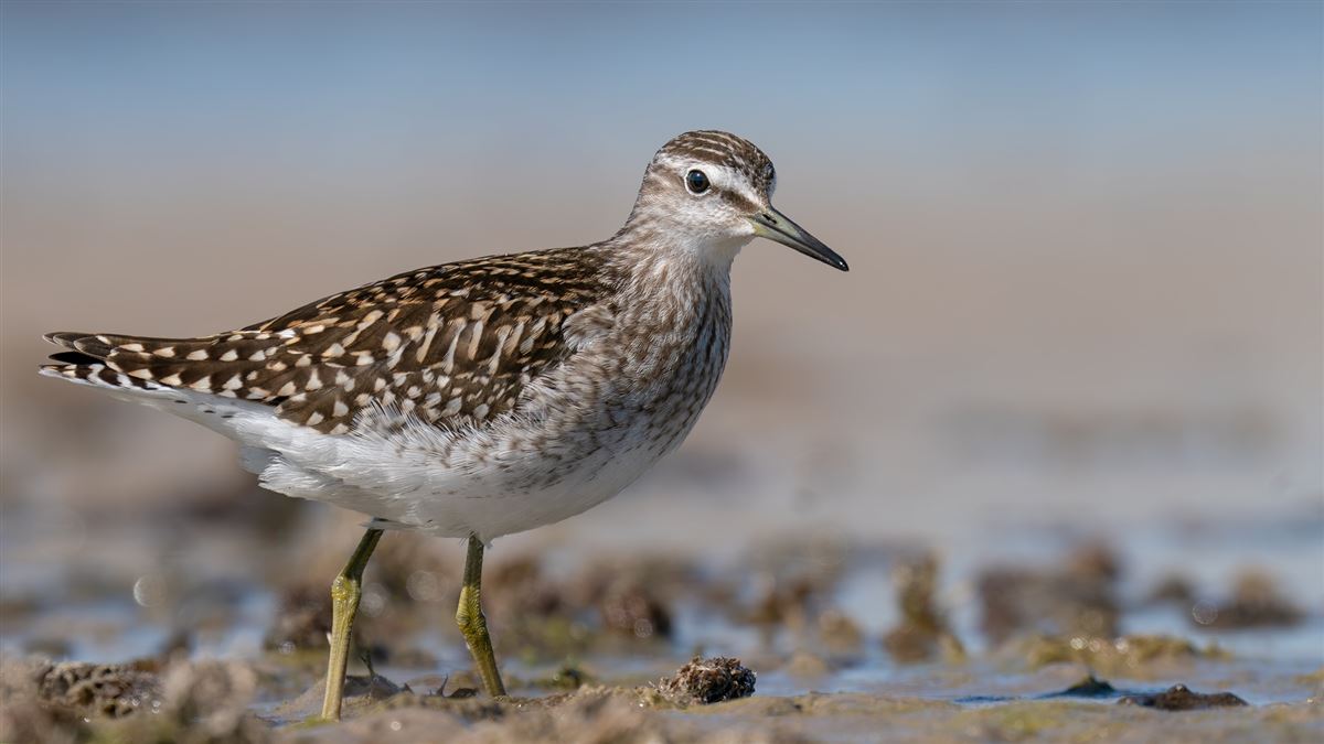 Wood Sandpiper