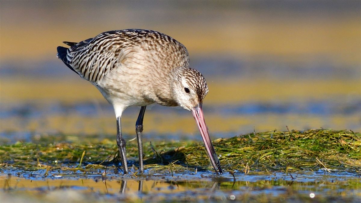 Bar-tailed Godwit