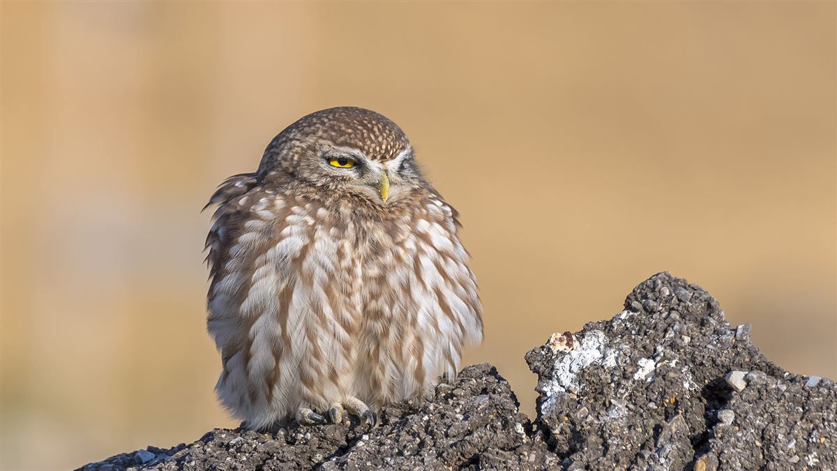 Little Owl