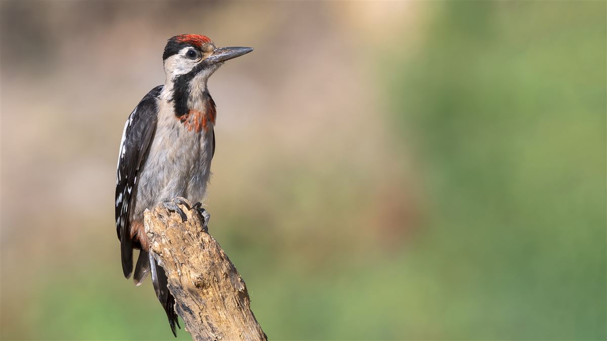 Syrian Woodpecker