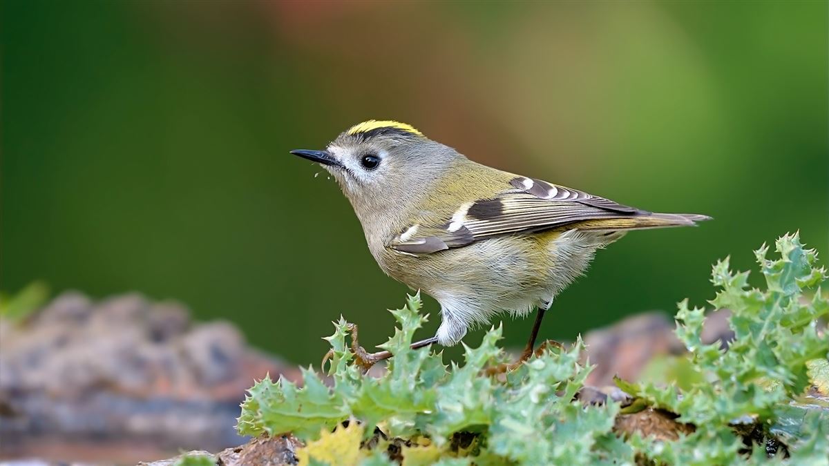 Goldcrest