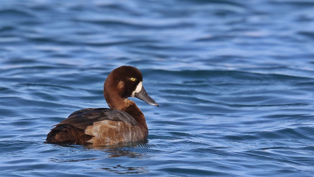 Greater Scaup