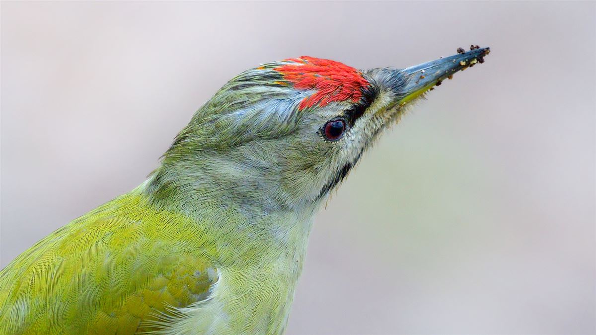 Grey-headed Woodpecker