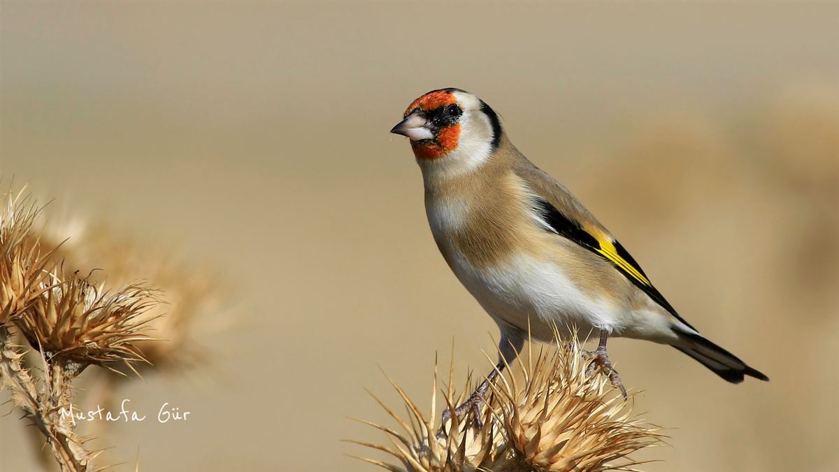 European Goldfinch