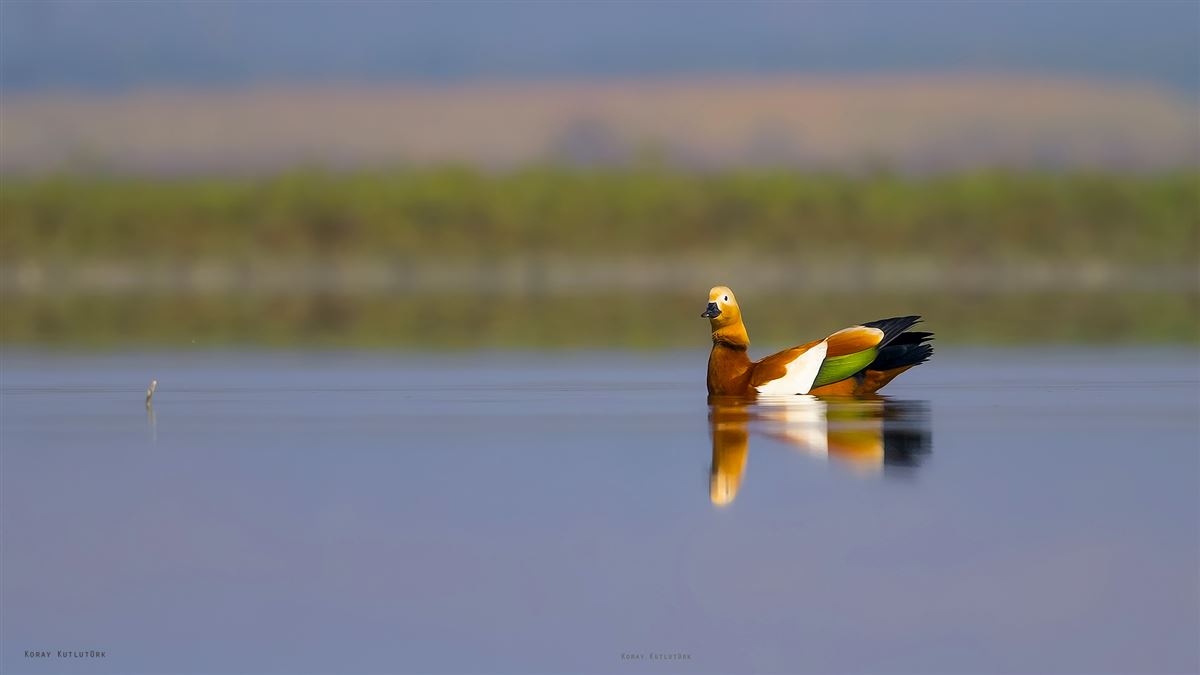 Ruddy Shelduck