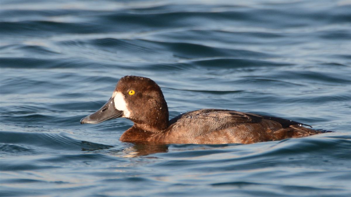 Greater Scaup