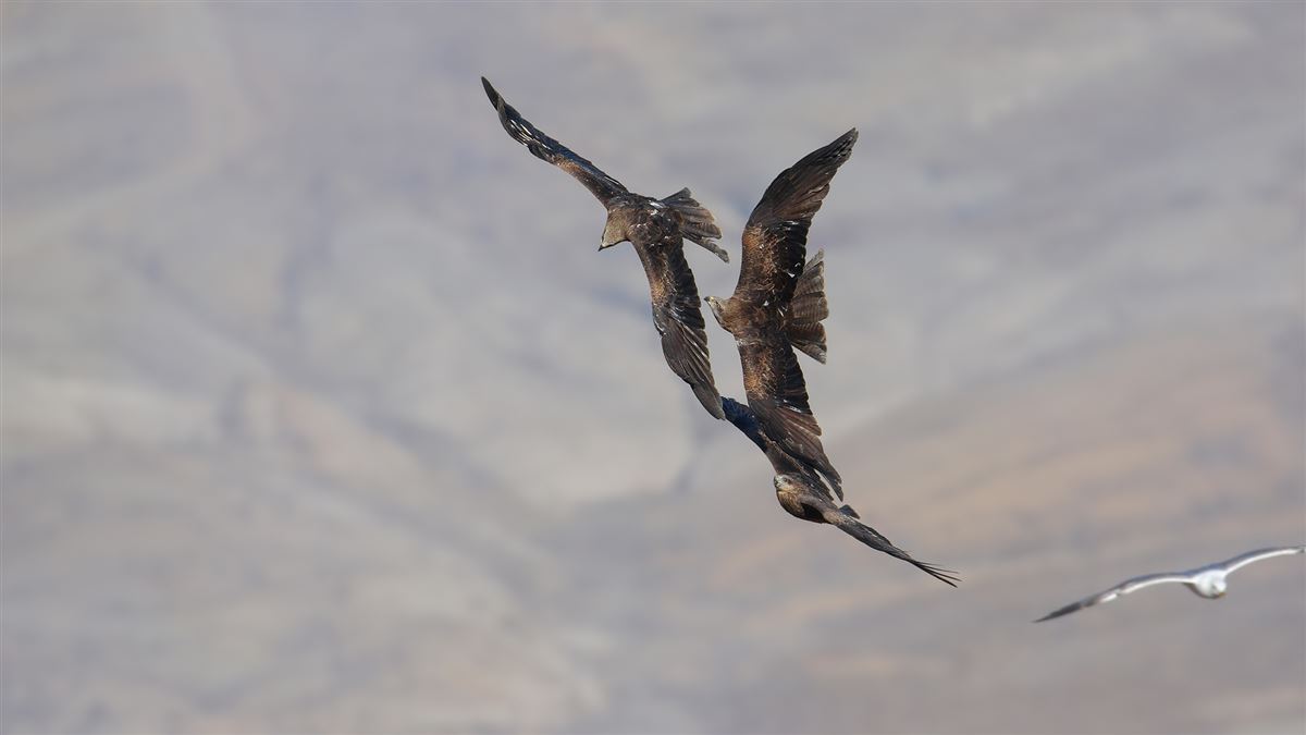 Black Kite
