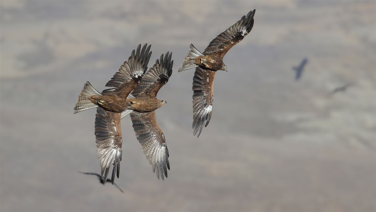 Black Kite