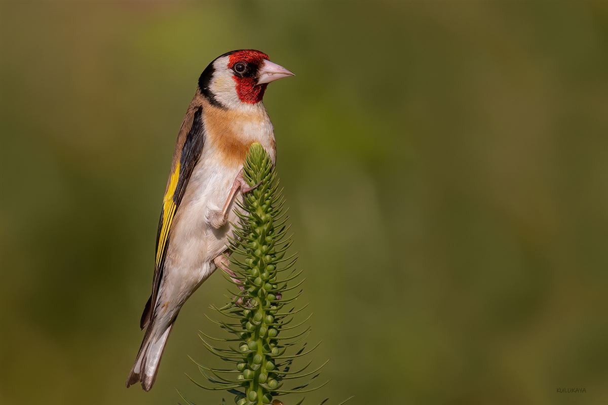 European Goldfinch