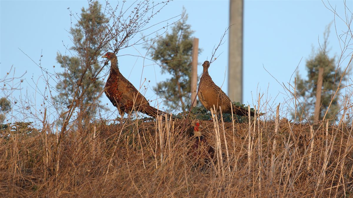 Common Pheasant